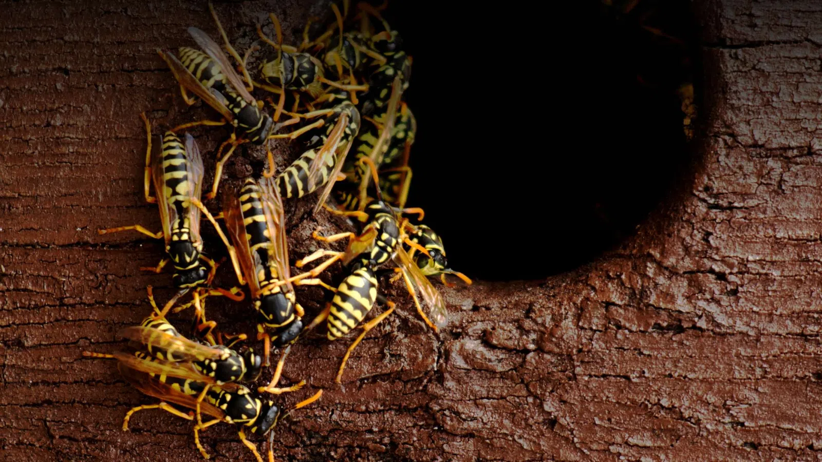 Close-up of several wasps clustered near a dark circular nest entrance in tree bark with textured surface.