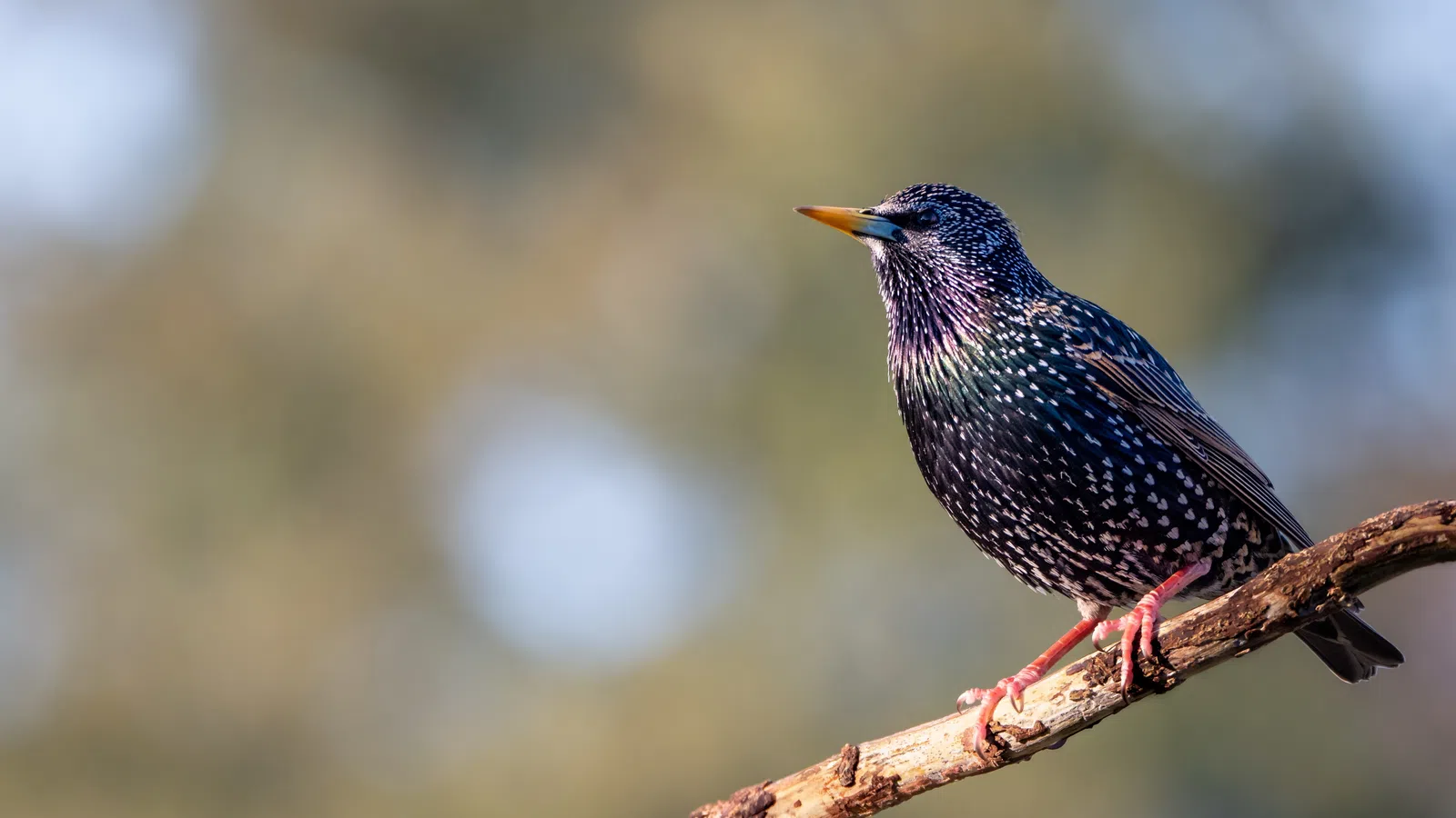 European starling perched on a branch with iridescent feathers and a blurred natural background