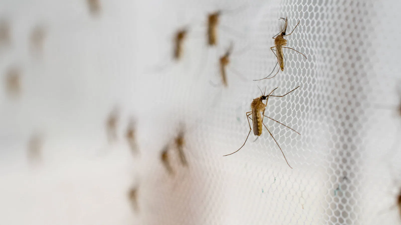 Close-up of mosquitoes resting on a white mesh screen with a blurred background.