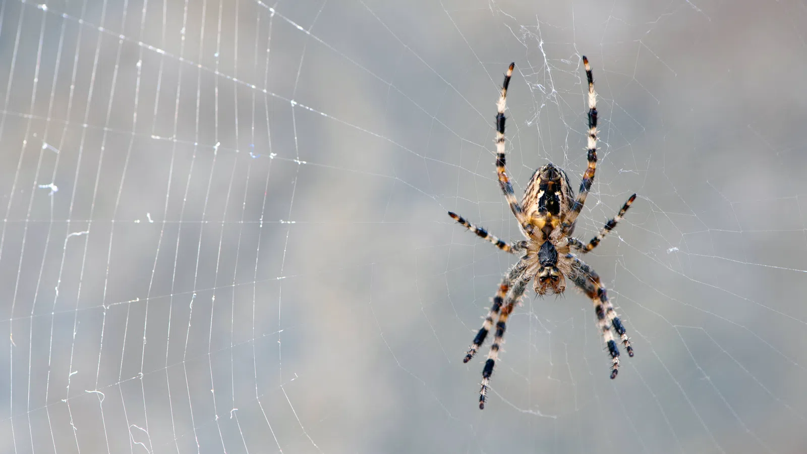Close-up of a patterned spider on its intricate web against a blurred gray background