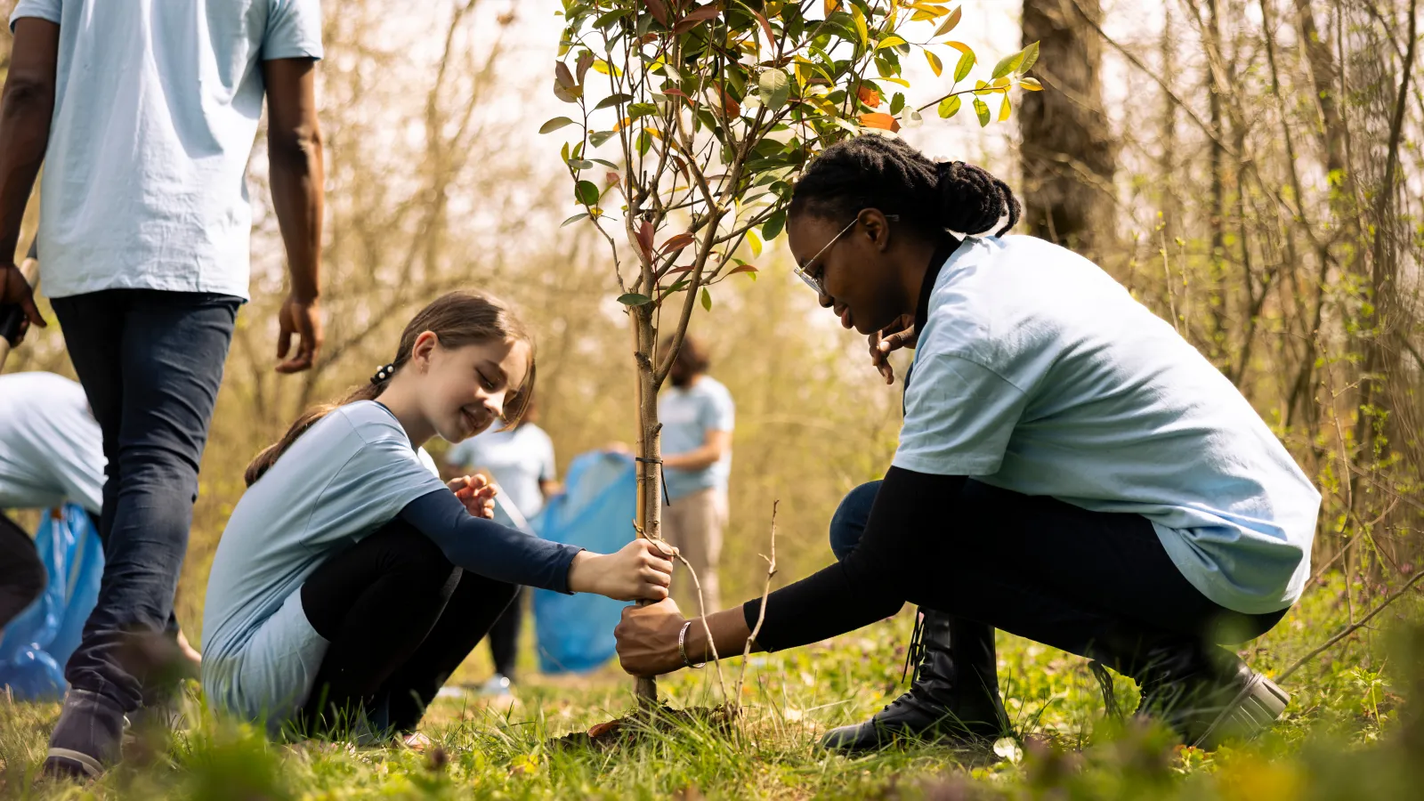 Group of diverse volunteers planting a young tree in a green forest during a sunny day.