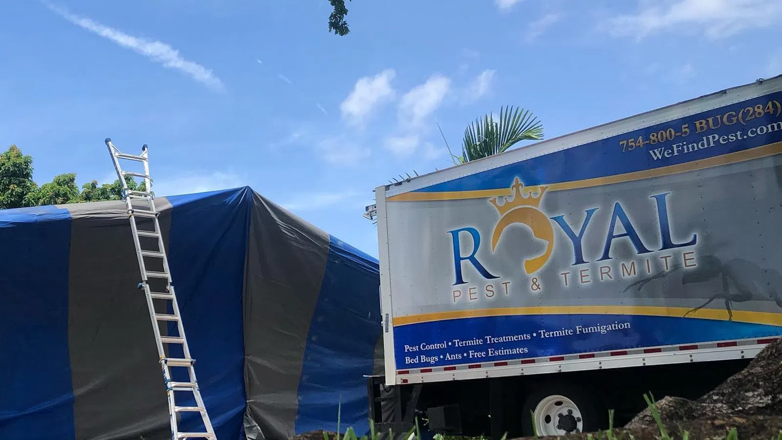 Royal Pest & Termite truck next to a tent-covered house with a ladder under a blue sky and green tree branches.