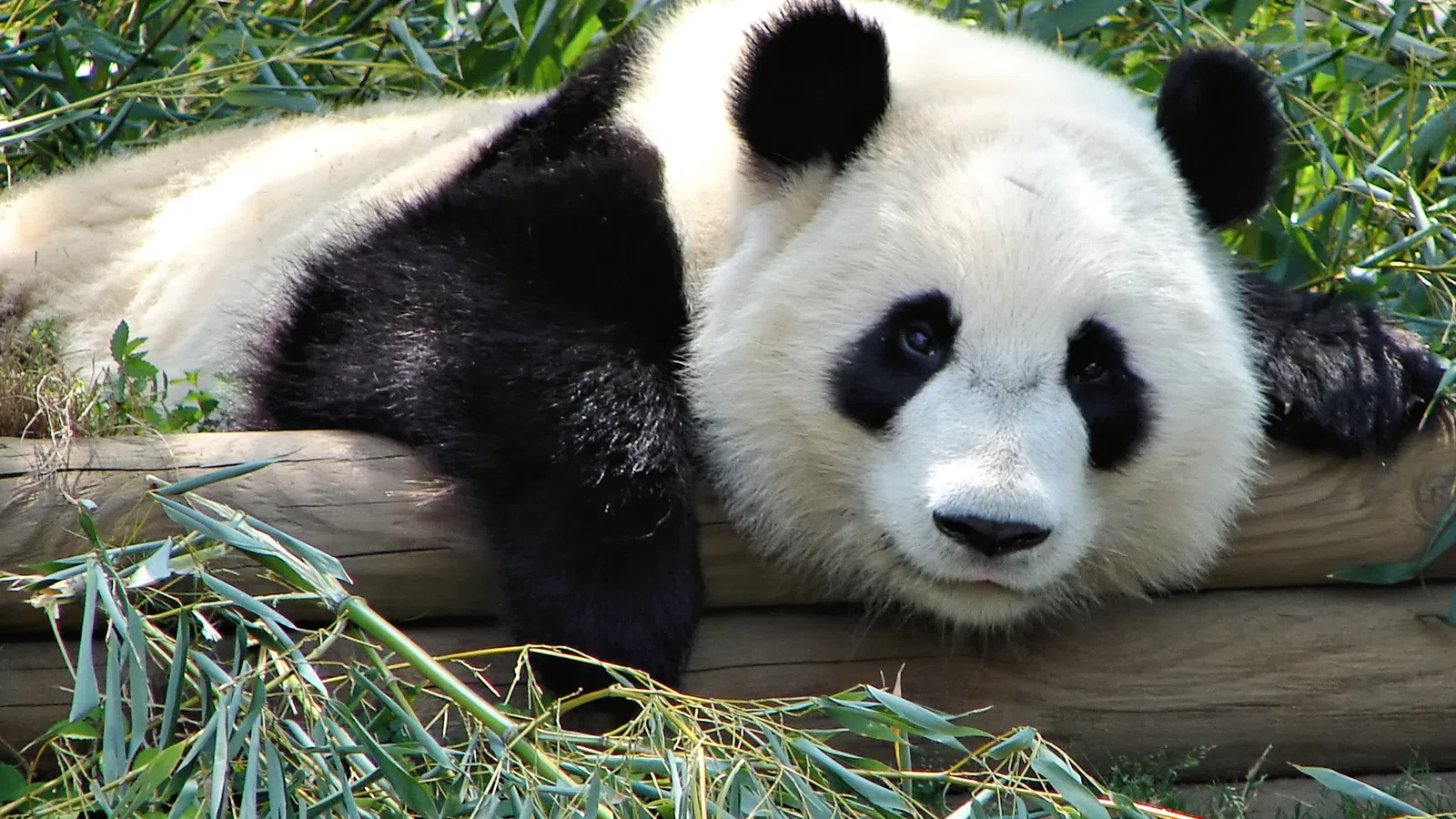 Theme park seeks professional panda impersona
