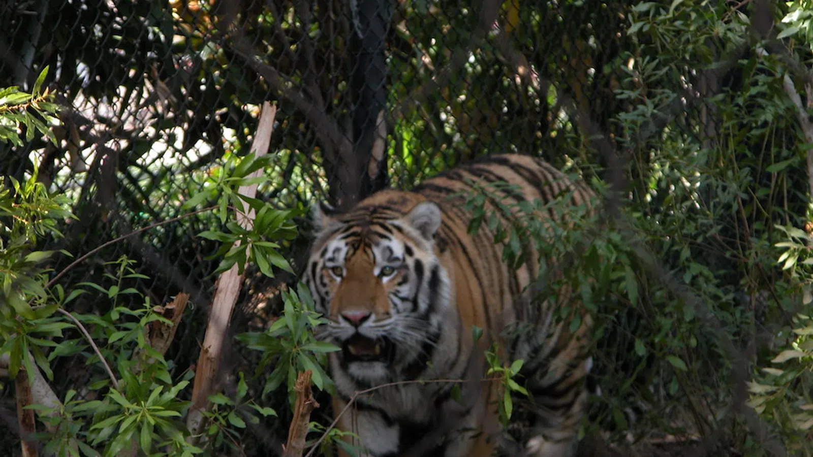 Man Enters LSU Tiger's Habitat