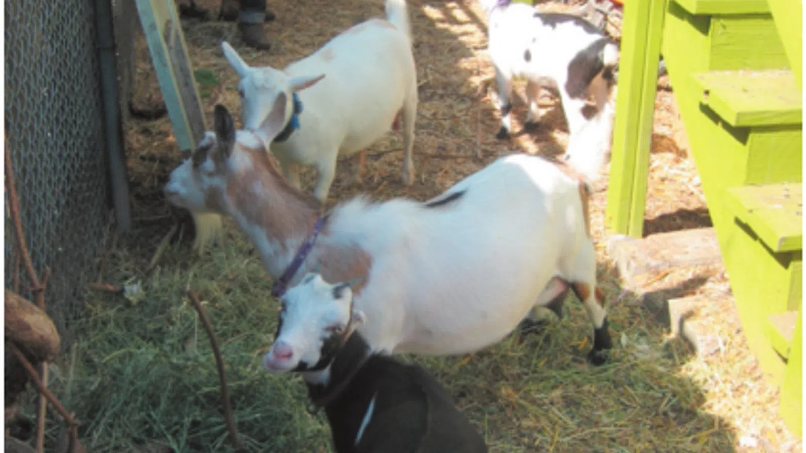 Urban Goat-Keeping