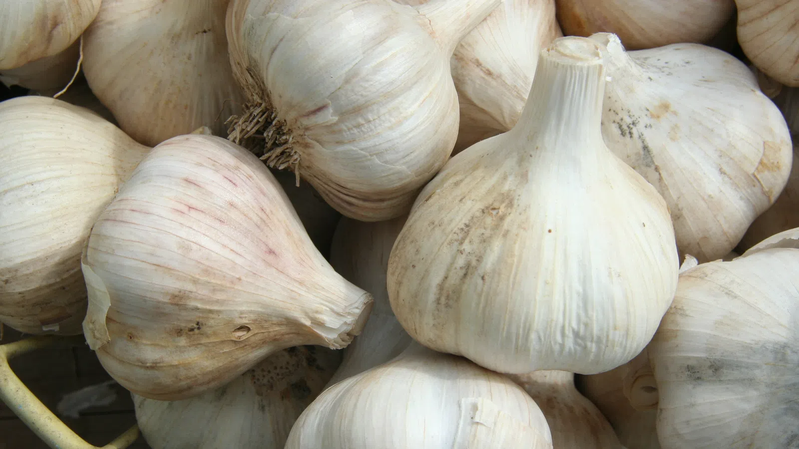 Garlic: The Laissez Farmer?s Friend