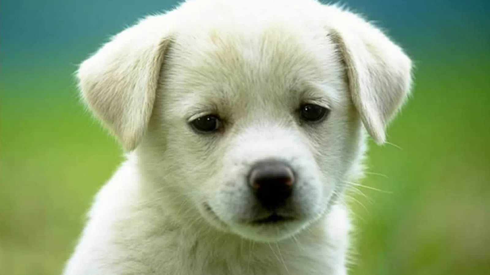 Save A Dog, Get Arrested