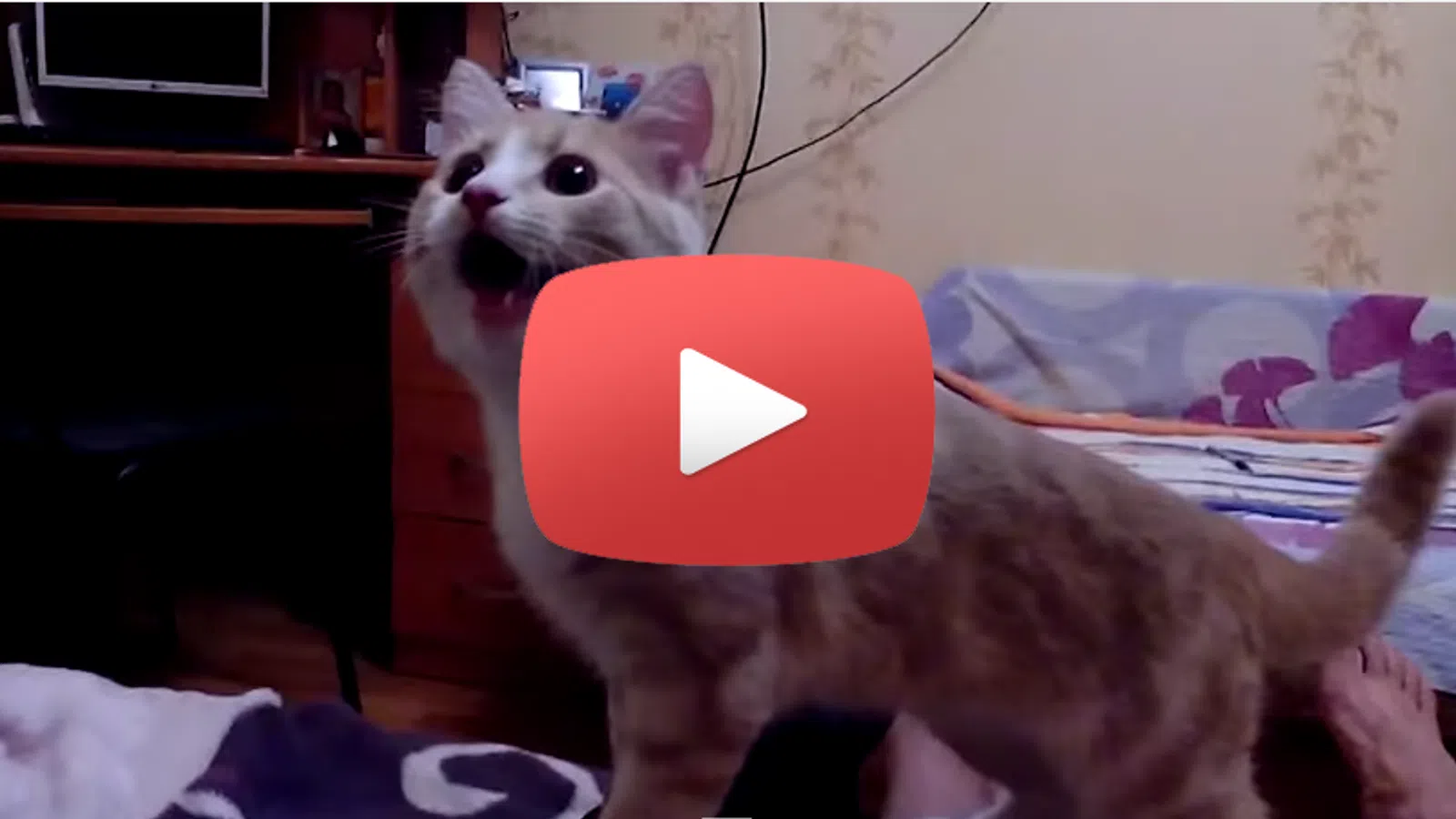This Cat Believes He's A Dog!