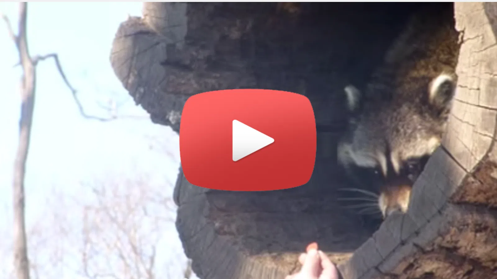 Feeding a Shy Raccoon