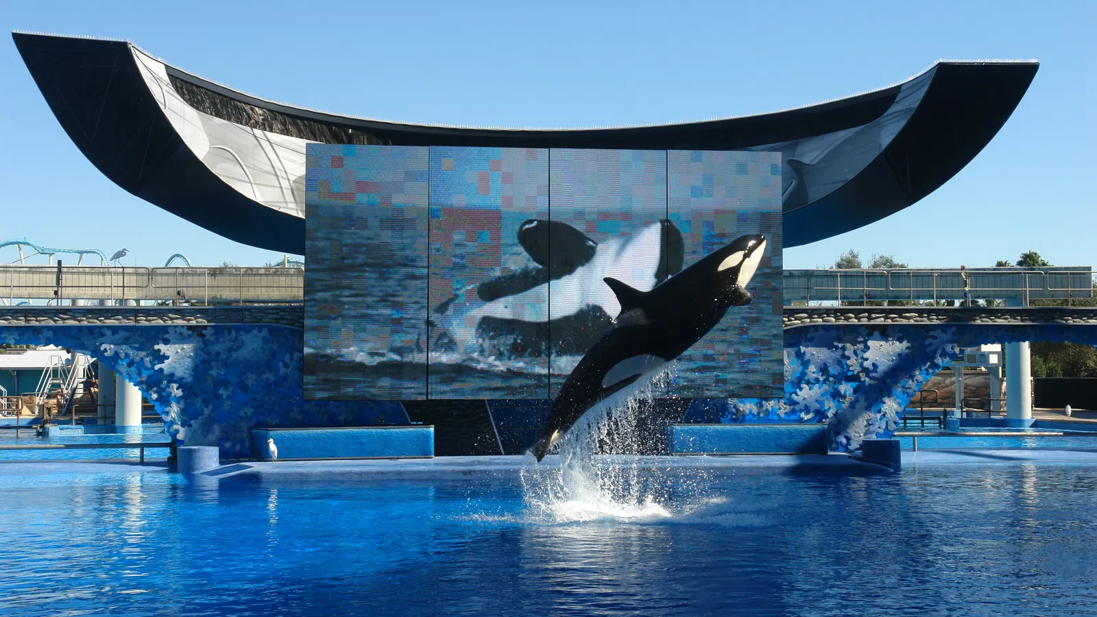 SeaWorld to Finally Stop Breeding Killer Whal