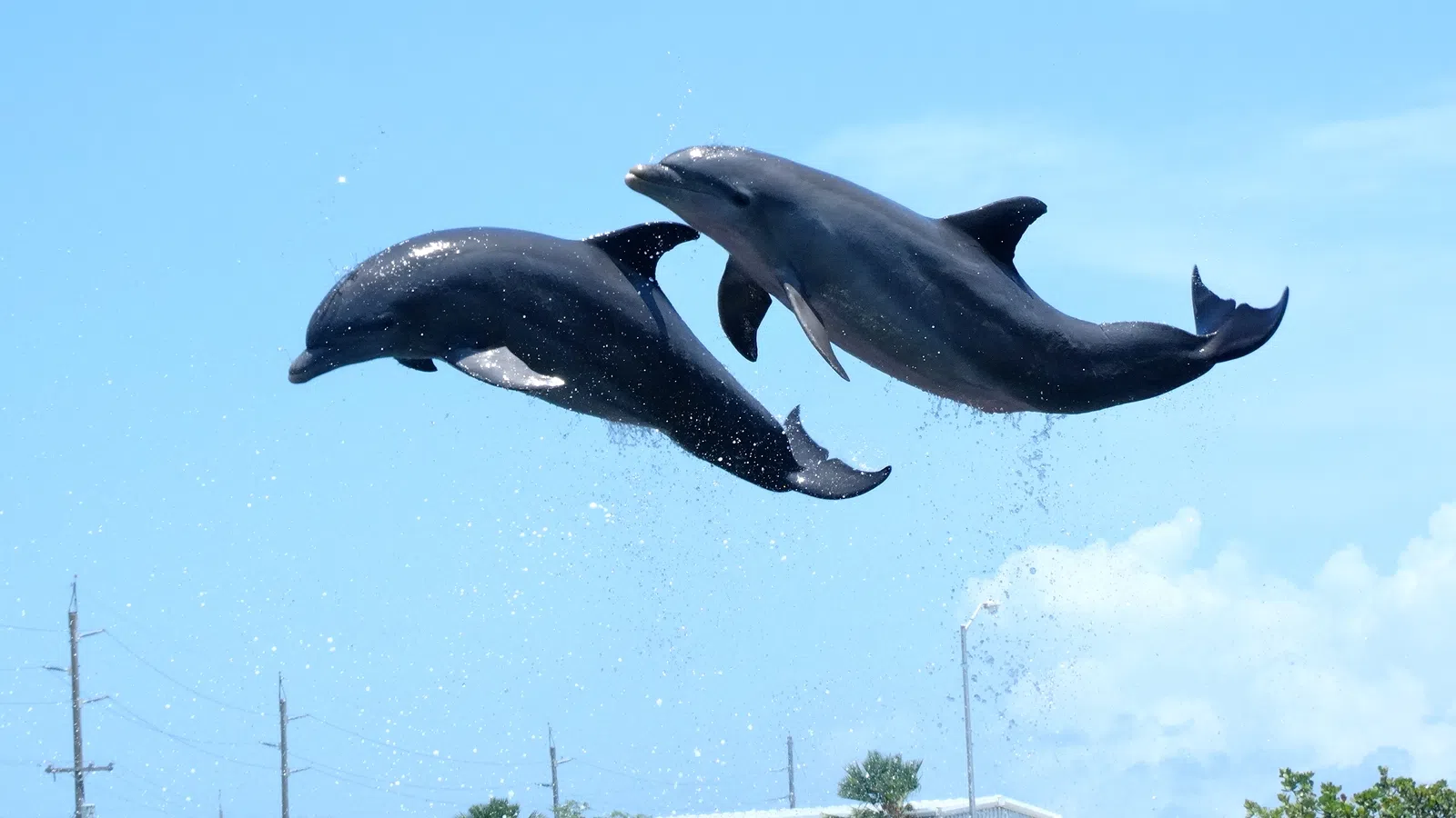 Dolphins and Sea Turtles and Stingrays (Oh My