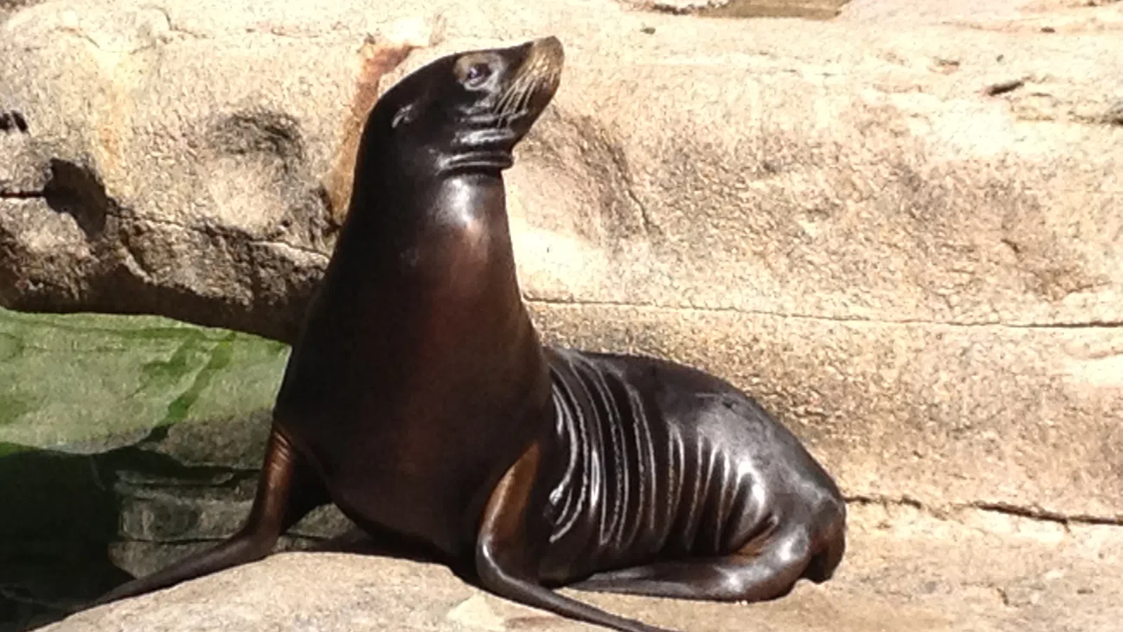 Sea Lions Scared Off Wacky Inflatable Tubes