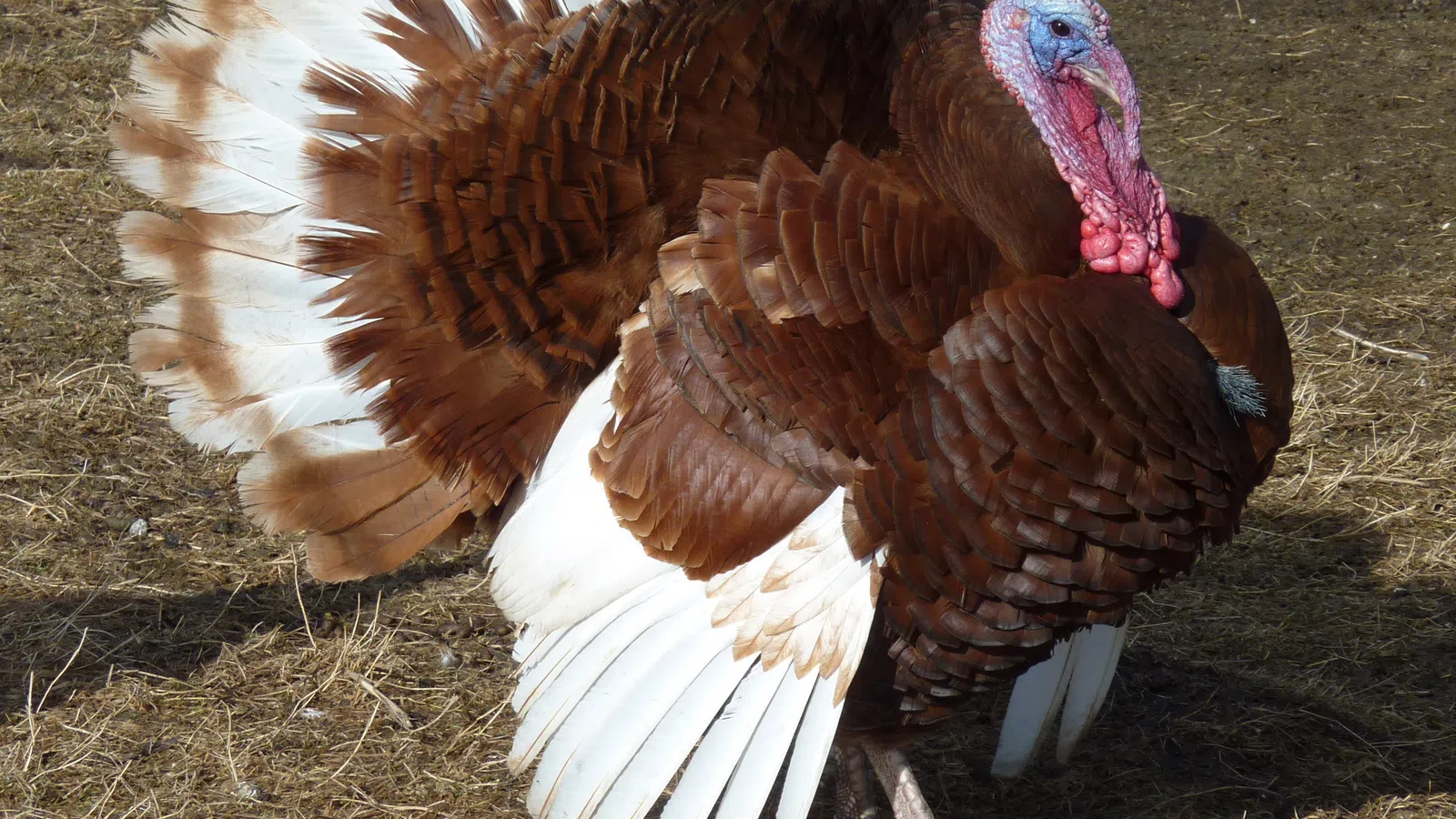 Flying Turkey is Emotional Support