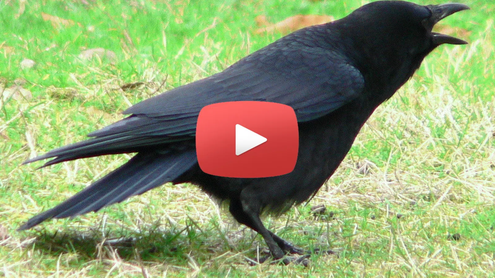 Sneaky Crow