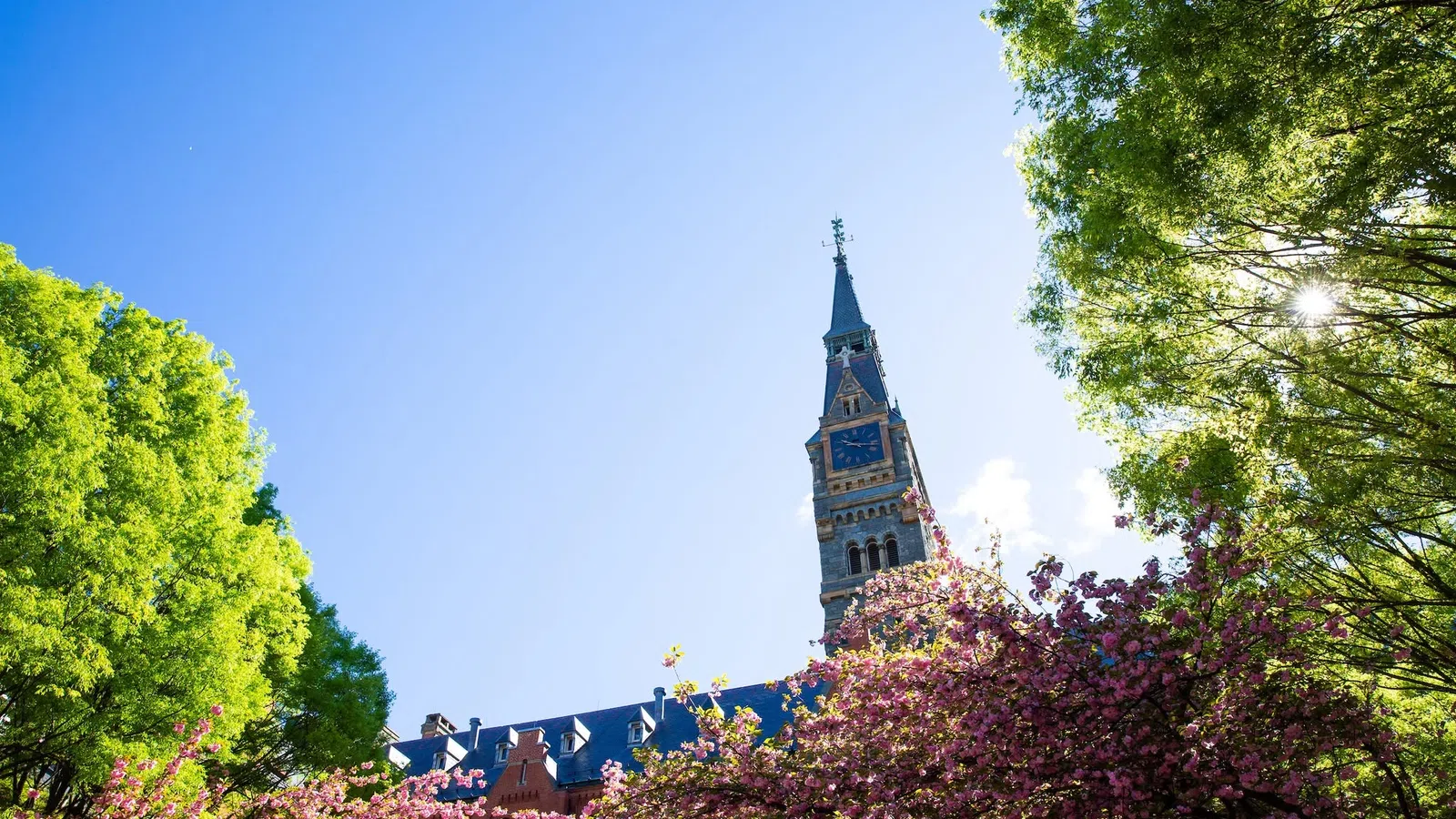 Historic clock tower framed by blooming cherry blossoms and green trees under a clear blue sky.