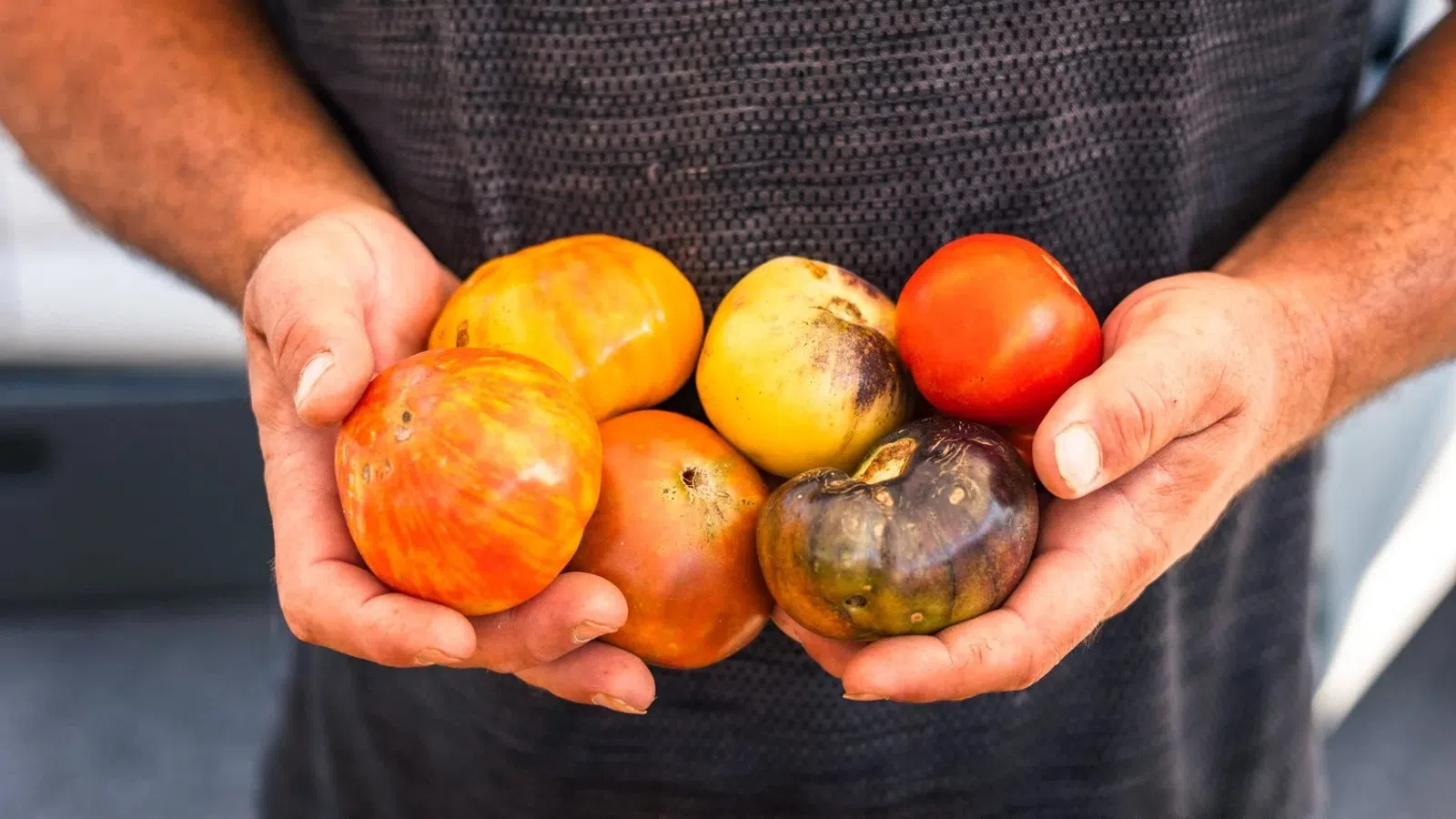 Person holding a variety of colorful heirloom tomatoes in both hands over a cardboard box.