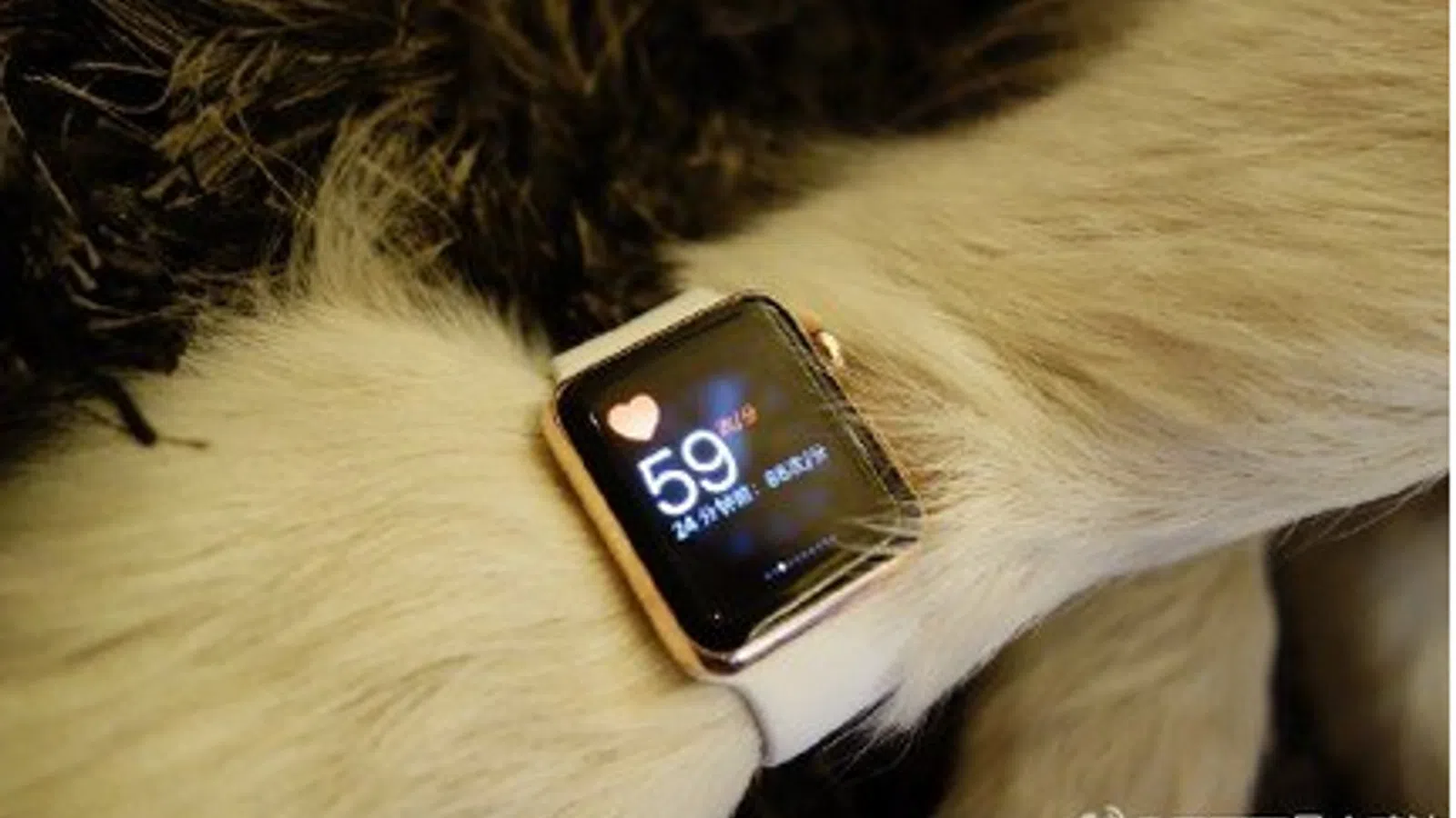 The Richest Dogs in China