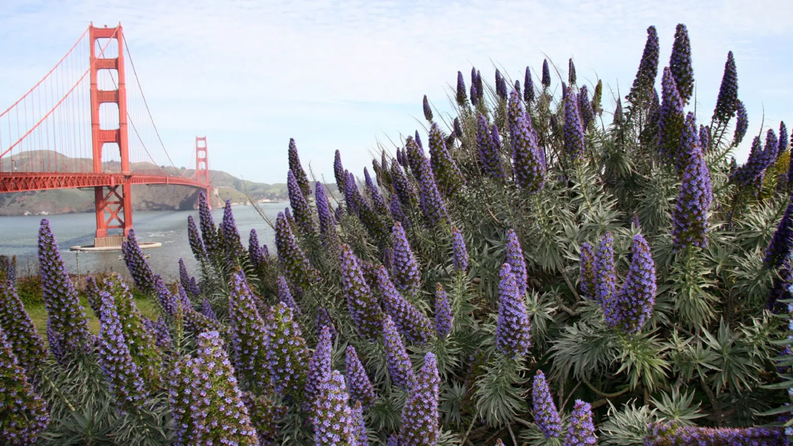 Summer by the San Francisco Bay