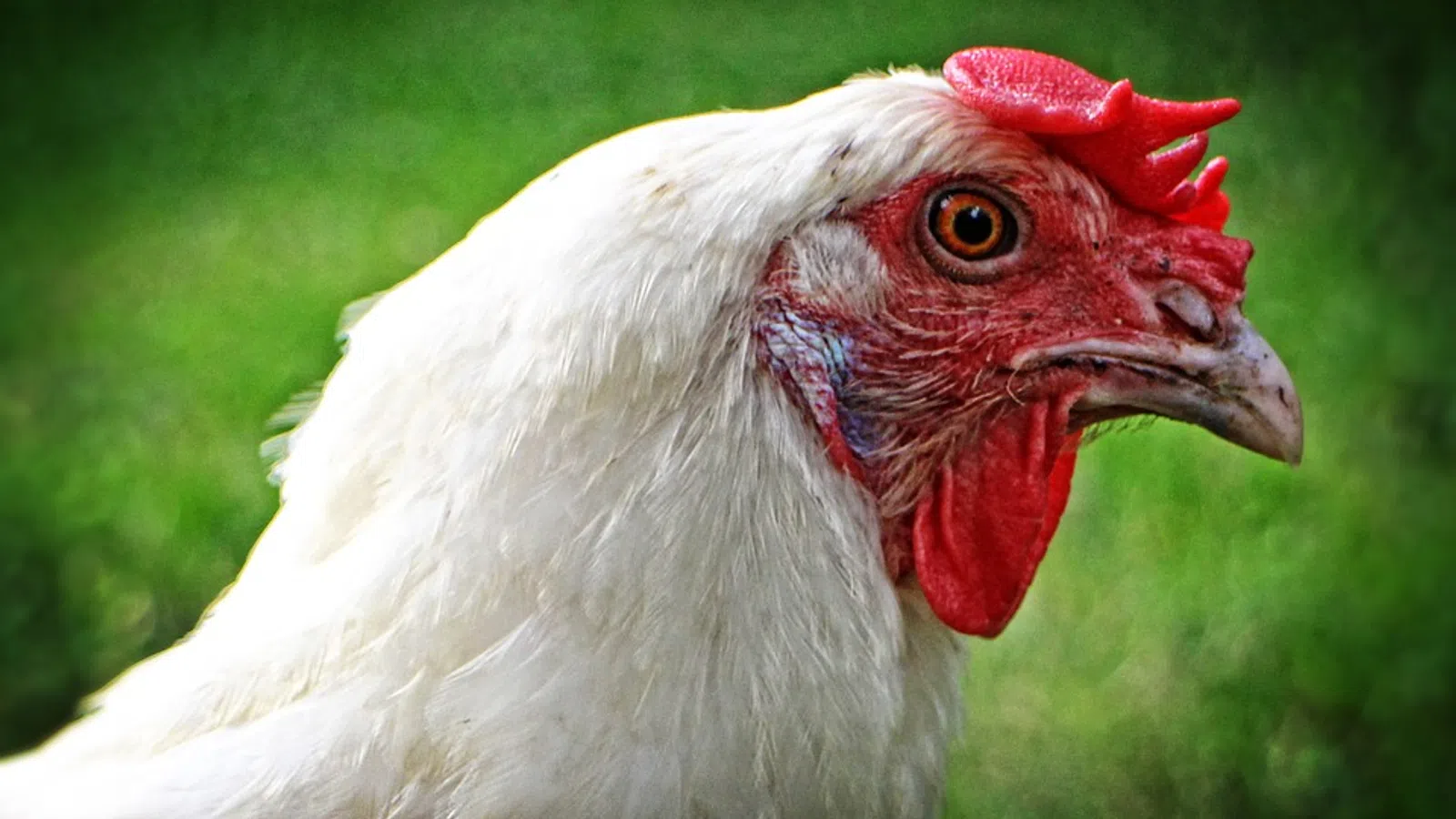 Why Are These People Chasing a Chicken?