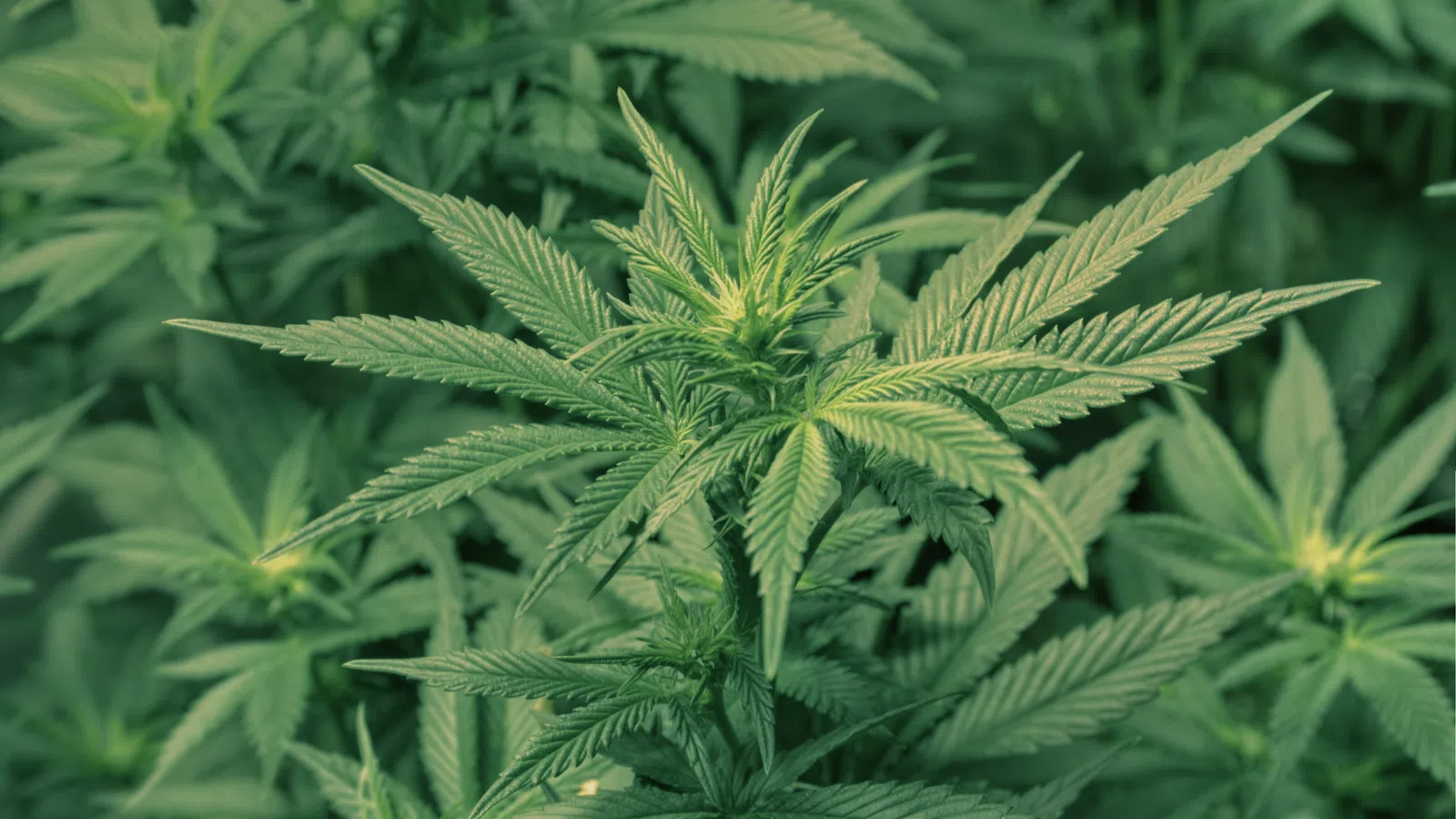 City Council Relaxes Marijuana Penalties
