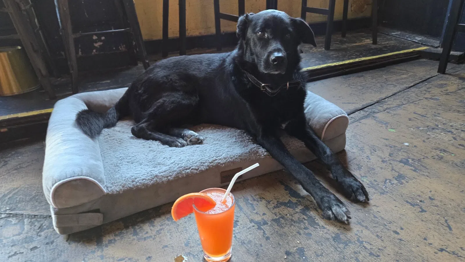 Black dog resting on a gray pet bed on worn wooden floor with orange drink and straw nearby.