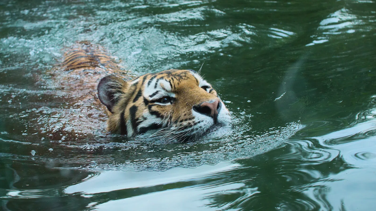 Rescue Tigers Swim For the First Time