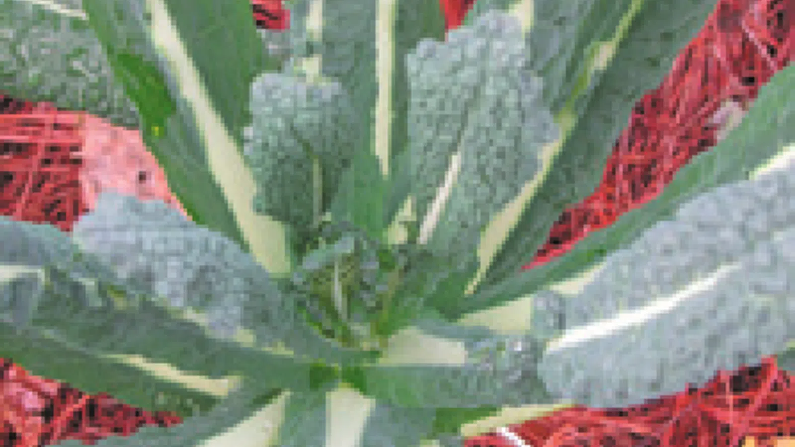Flavorful Ways to Eat More Greens