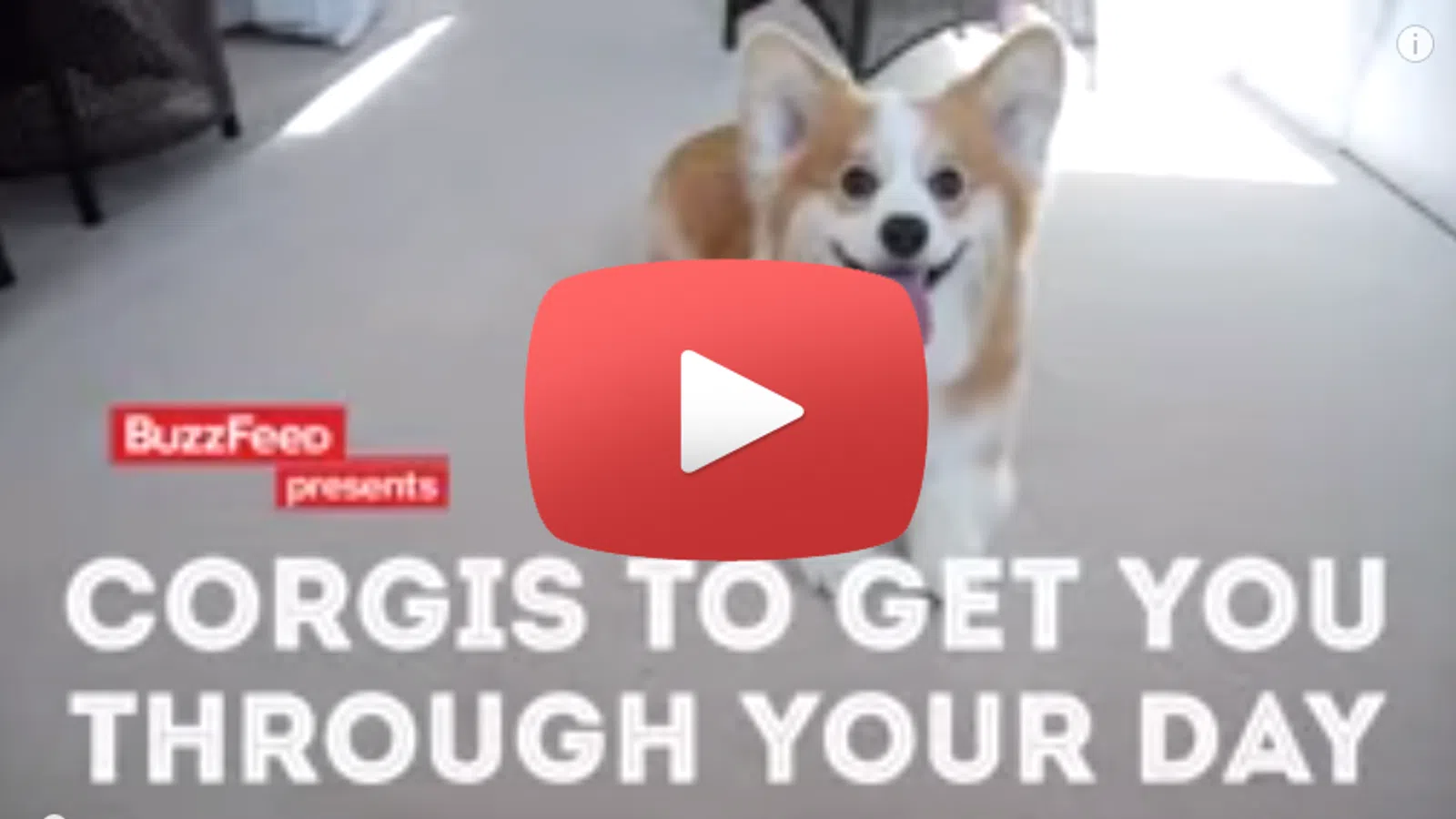 Corgis, Corgis, Corgis!