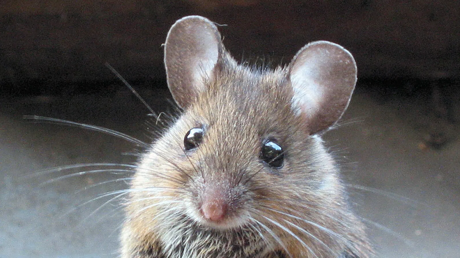 The Mouse Ate My Homework 