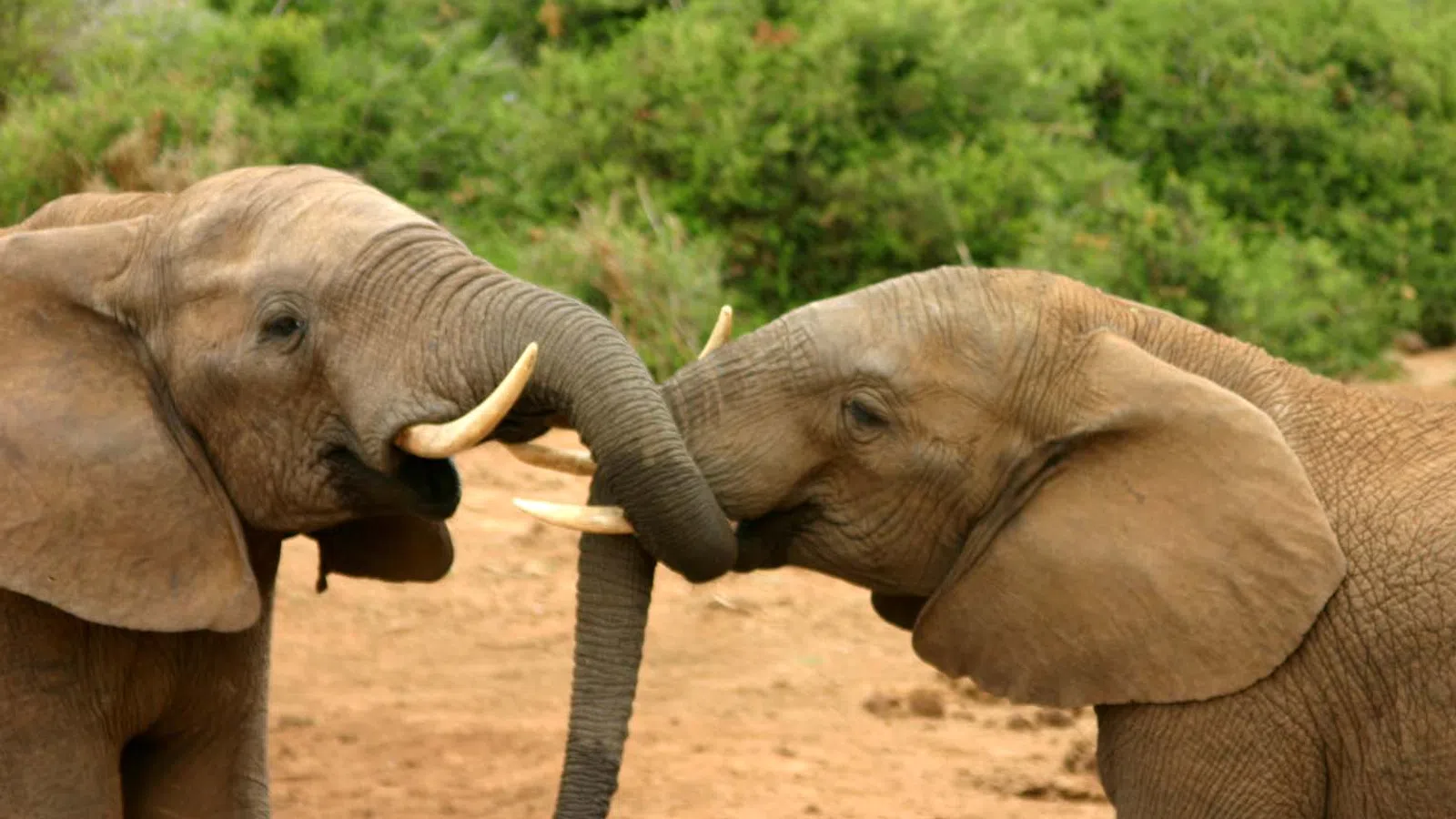 Elephants Help Rescue 18-Wheeler