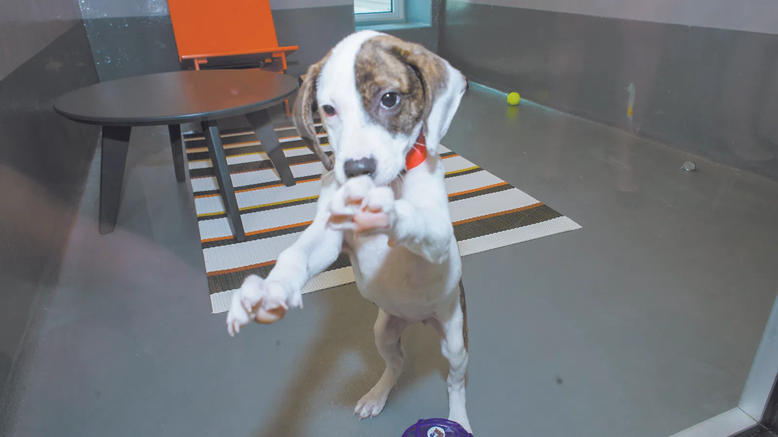 Louisiana SPCA