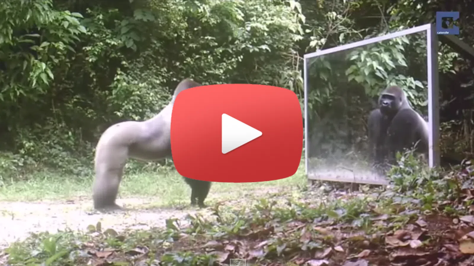 Wild Animals in the Mirror