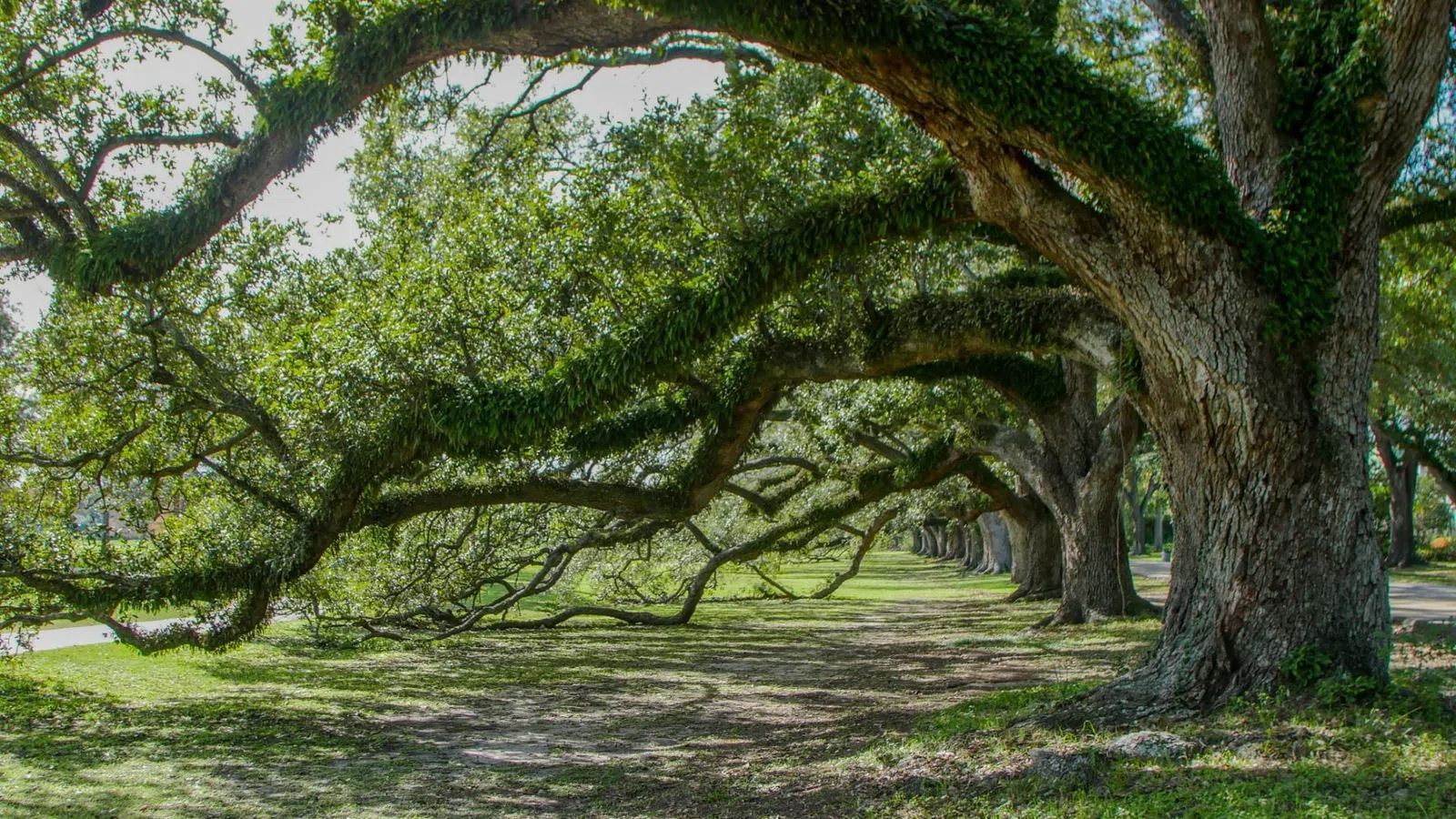 Large oak trees with sprawling branches covered in moss creating shaded pathway in a park.