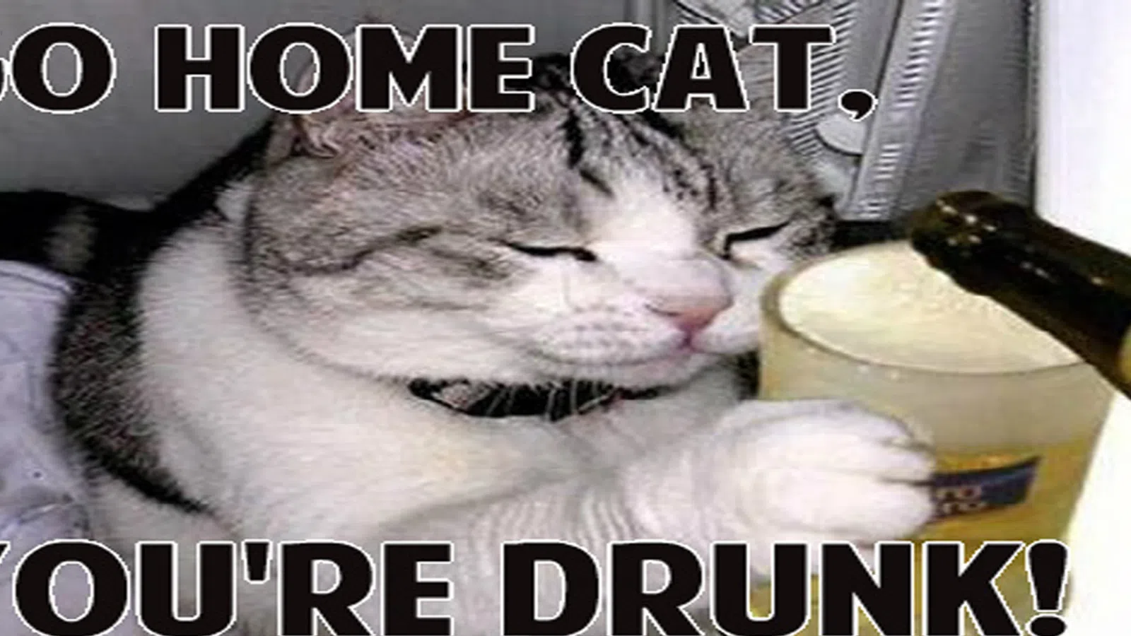 A Cat Walks in to a Bar