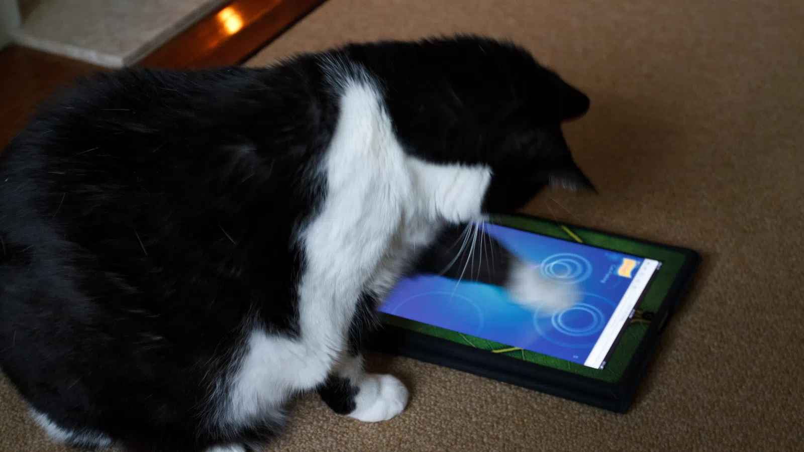 iPads for Cats