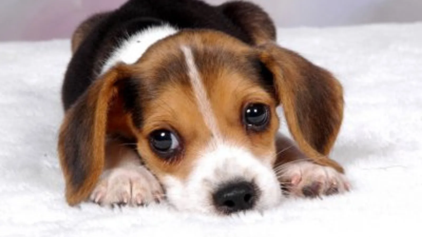 Pet Friendly Spots in New Orleans