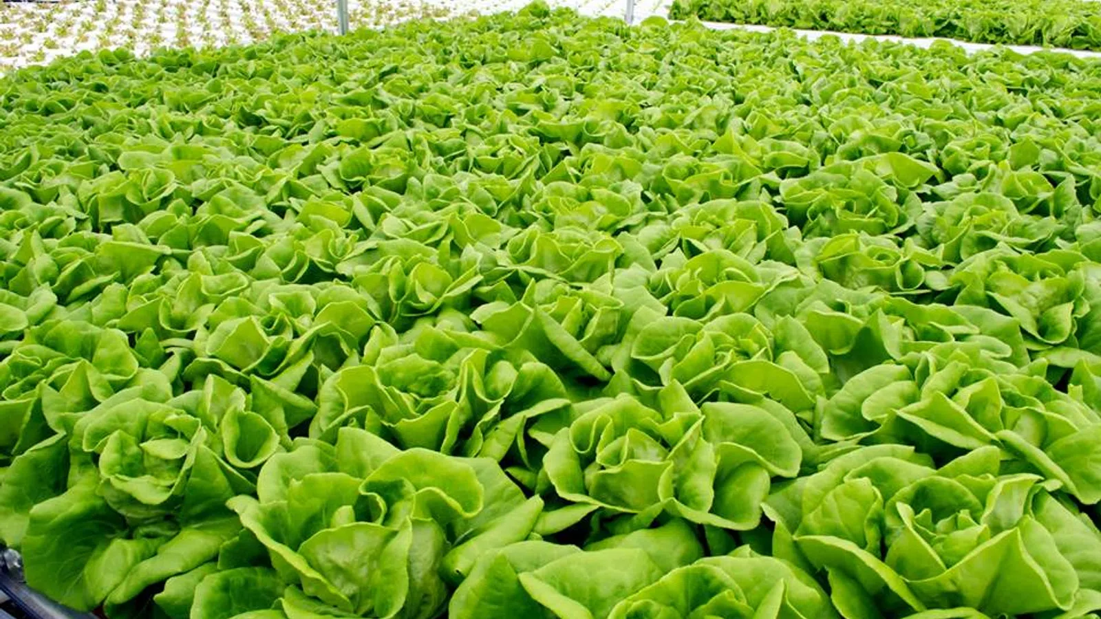 Growing Green in the Lower 9 