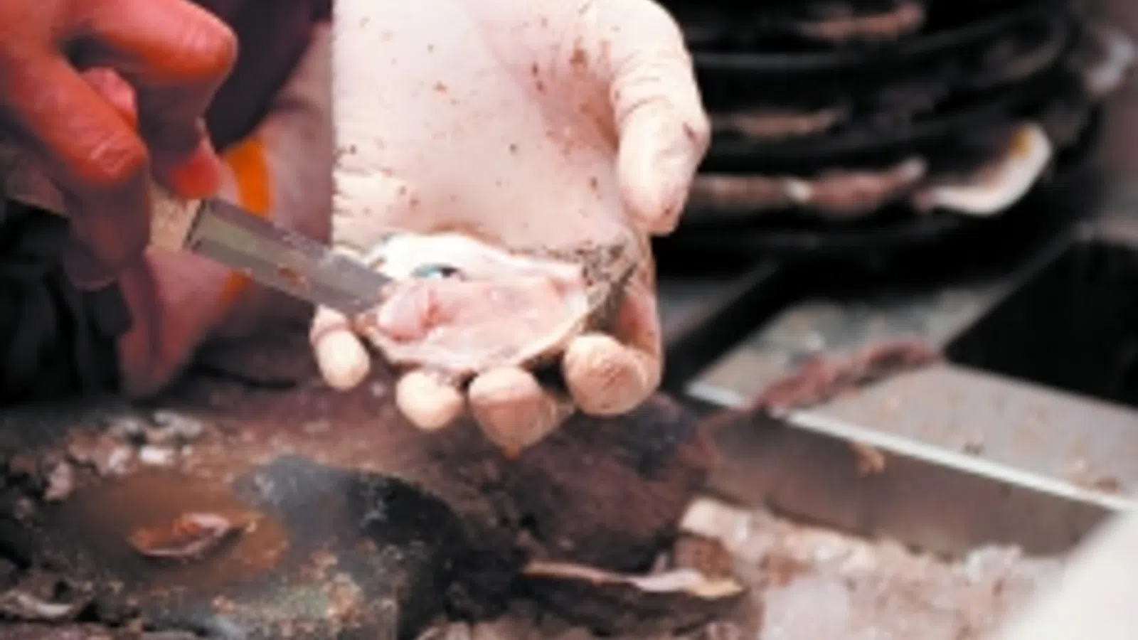 The Modest Louisiana Oyster