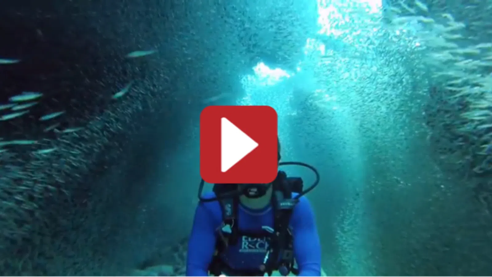 Guy Swims Through Millions of Fish With GoPro