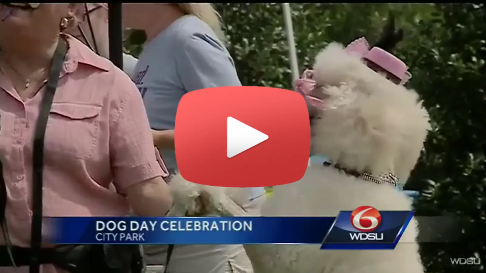 It's A Dog's Day