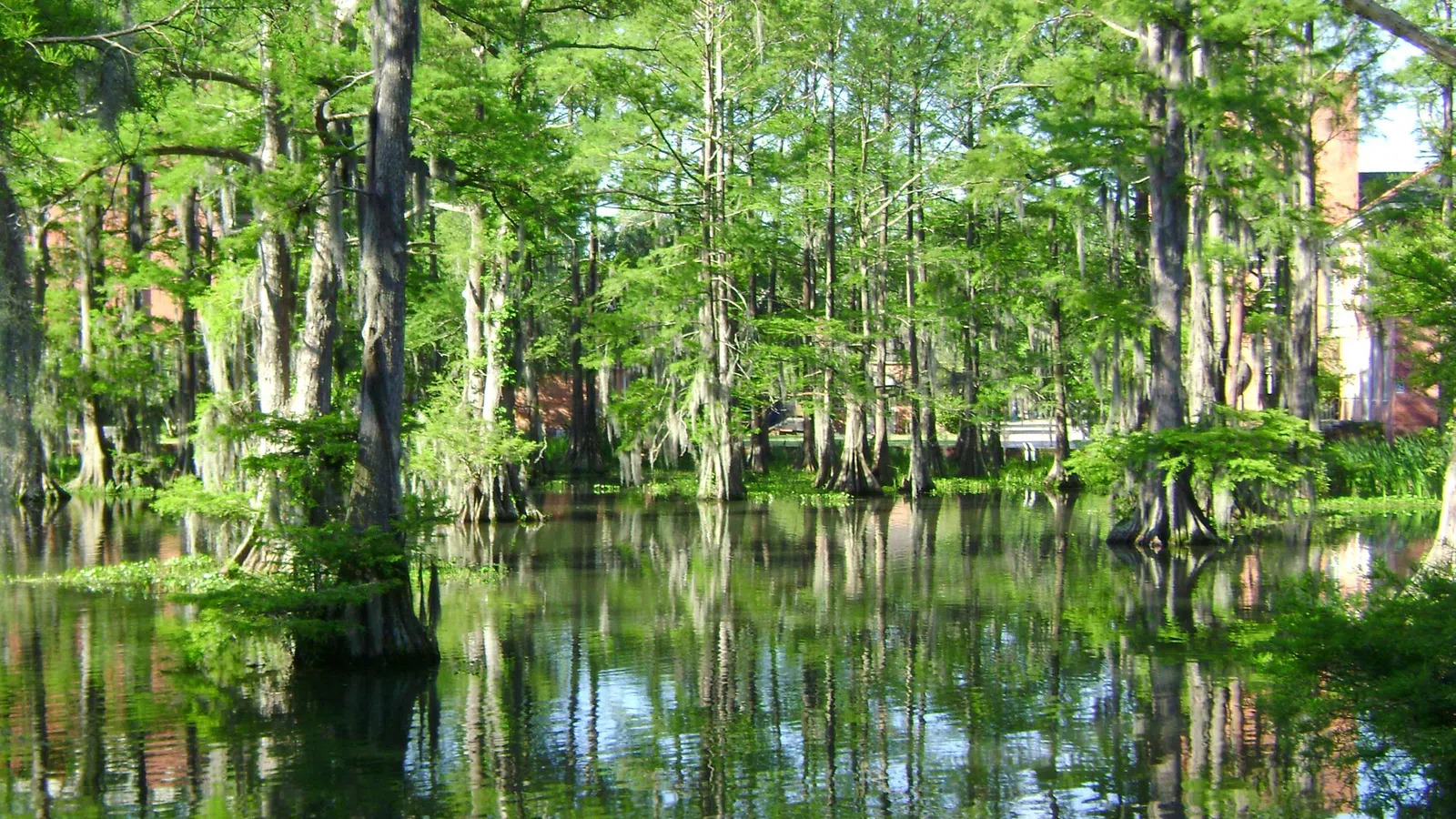 Louisiana Swamp Tours