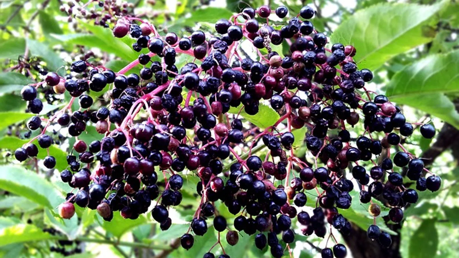 Food News - June 25, 2013