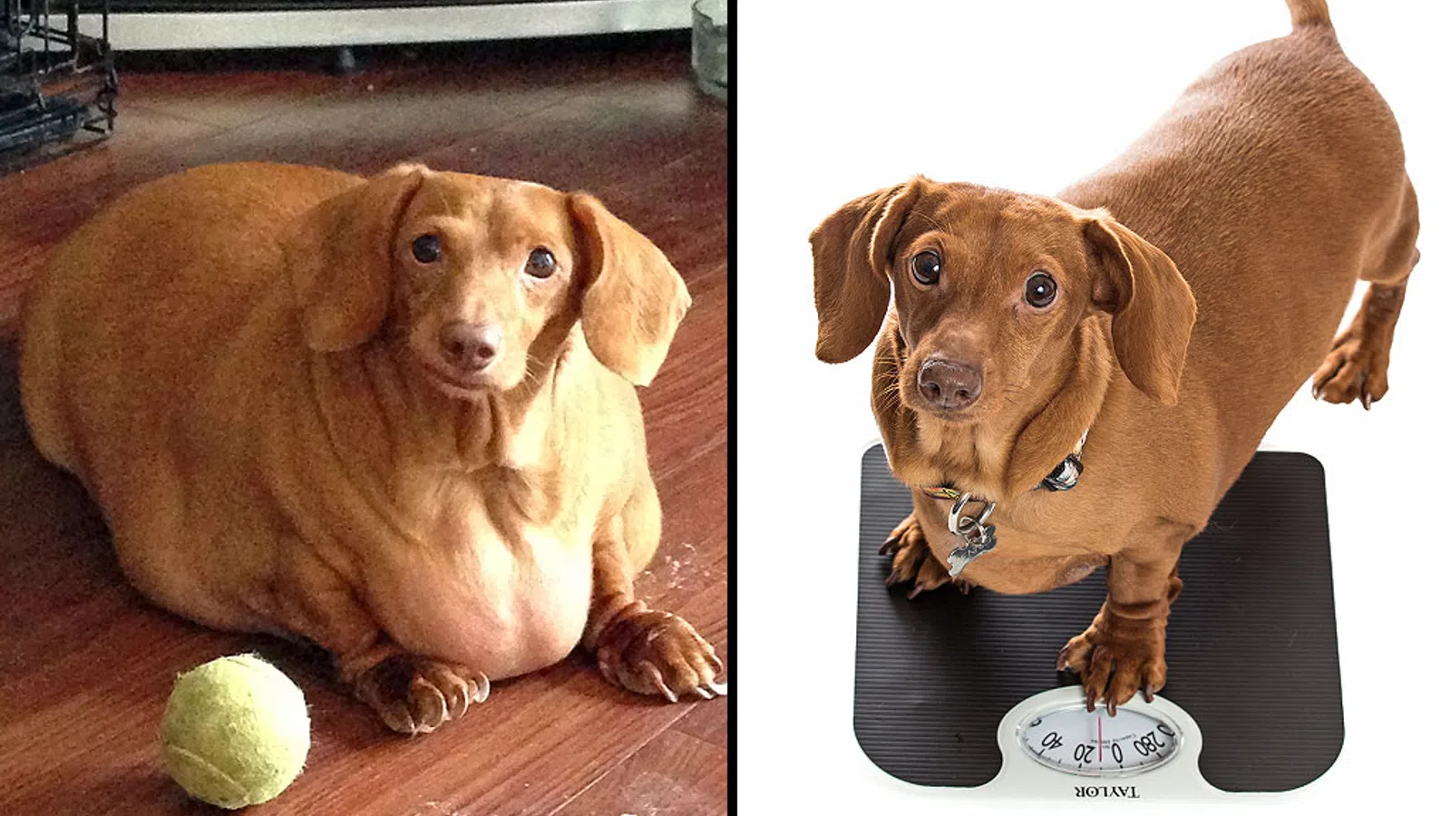 Dennis the Dachshund's Amazing Weight Loss