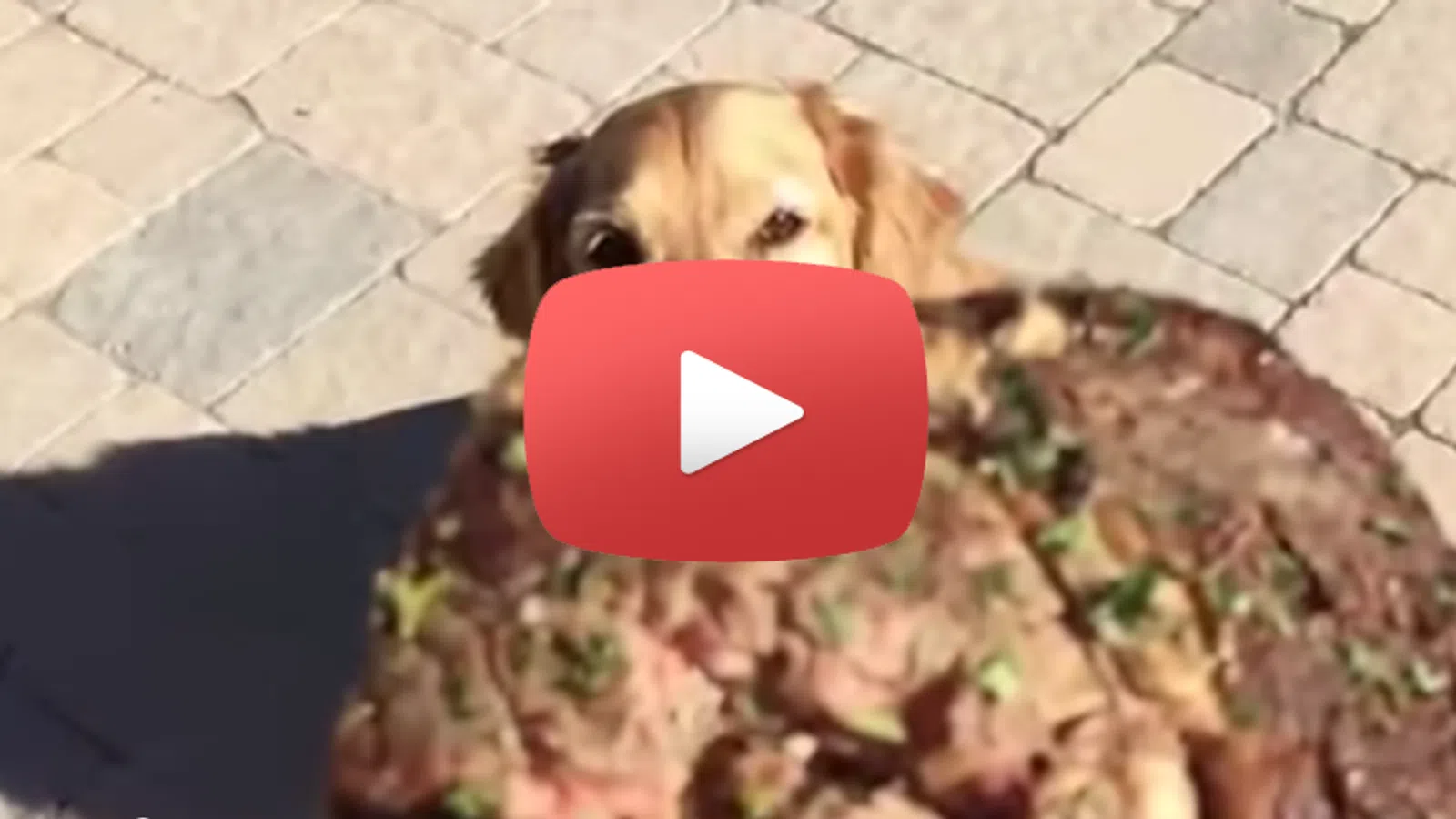 Fritz the Dog Finally Catches