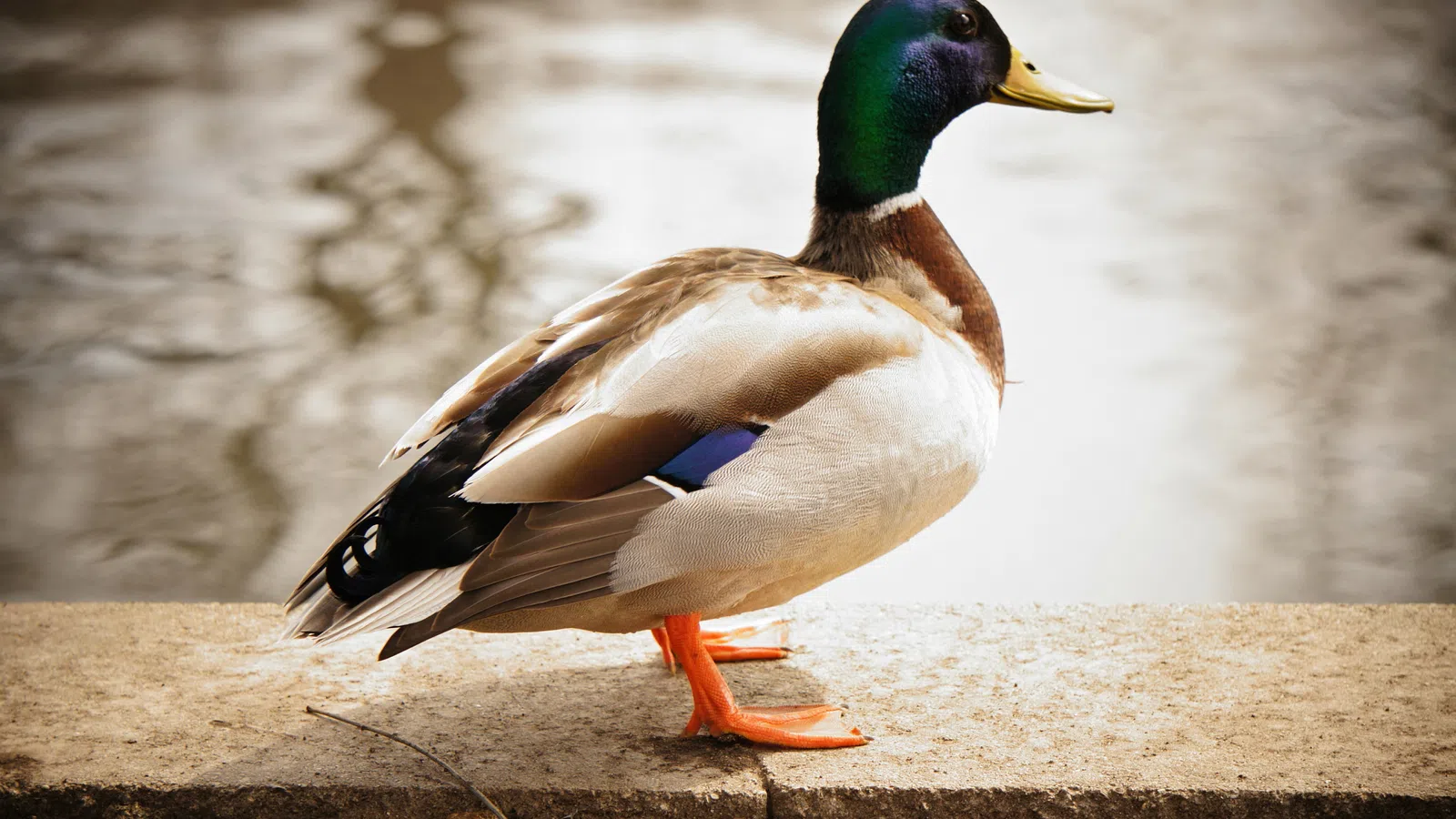 Firefighters Rescue Duck Stuck in Louisiana 