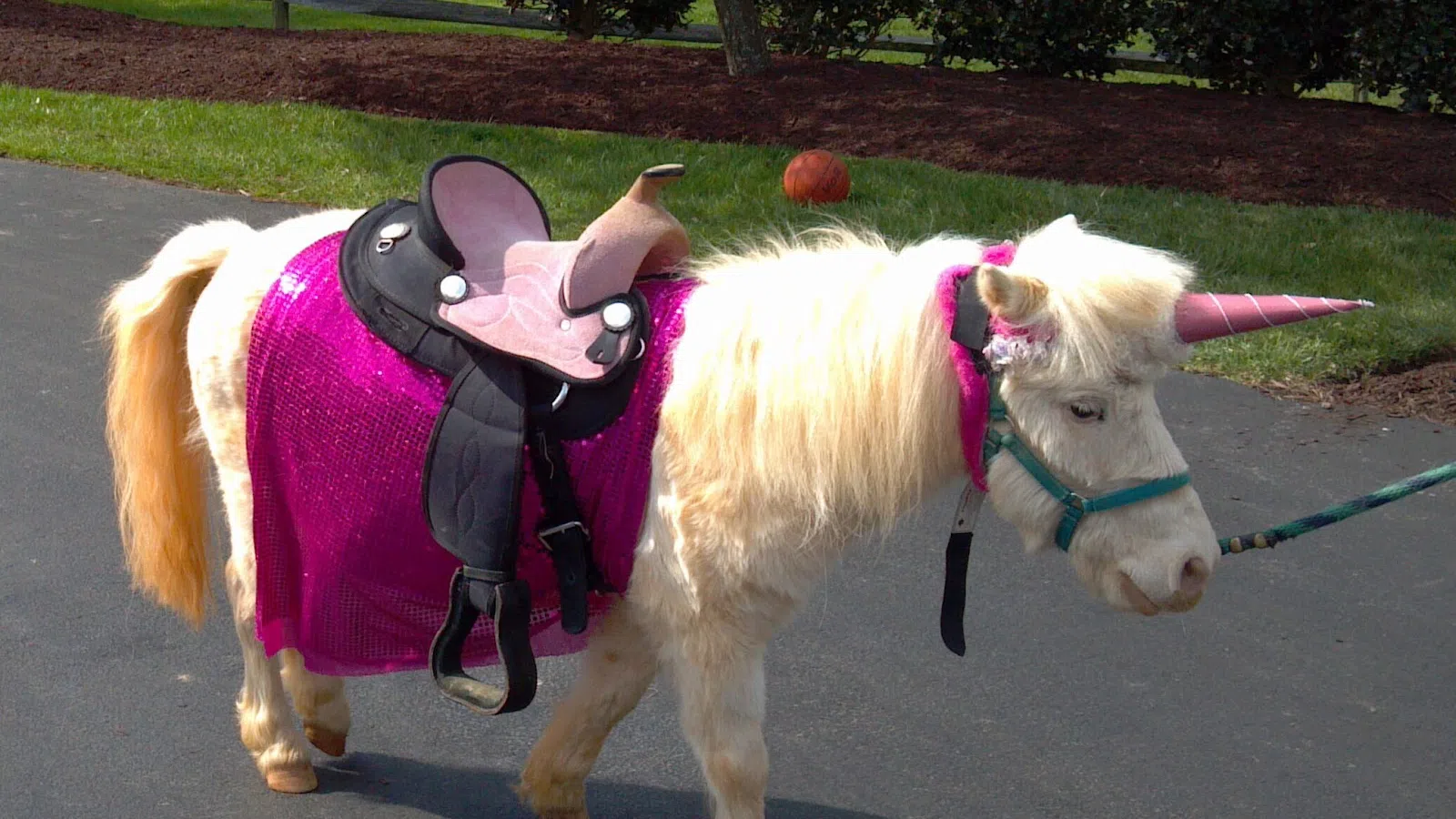 Police chase pony dressed as unicorn for thre