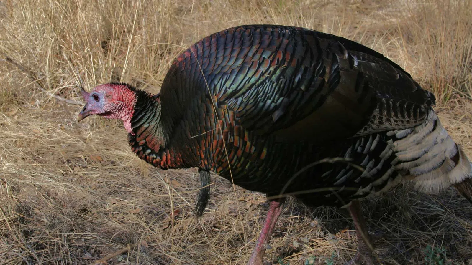 Love-Struck Turkey Falls for Honda Civic