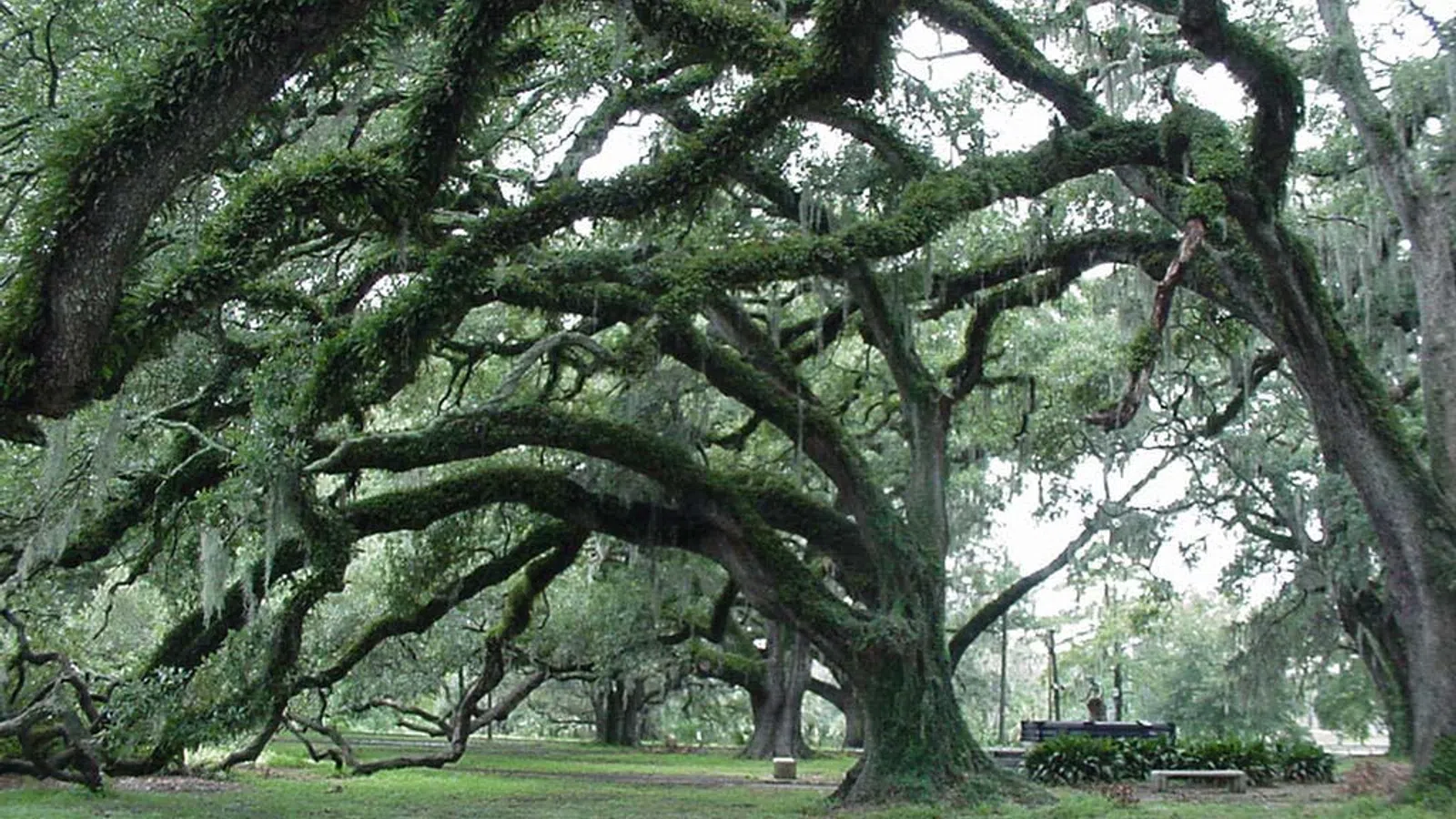 Protester Falls out of Tree in City Park, Pro