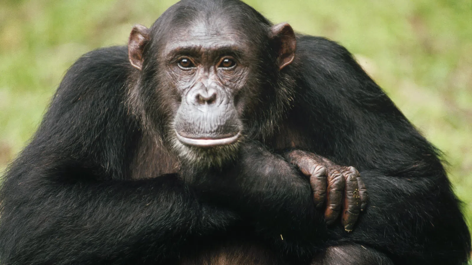NY Judge Considering if Chimps are Legal Peop