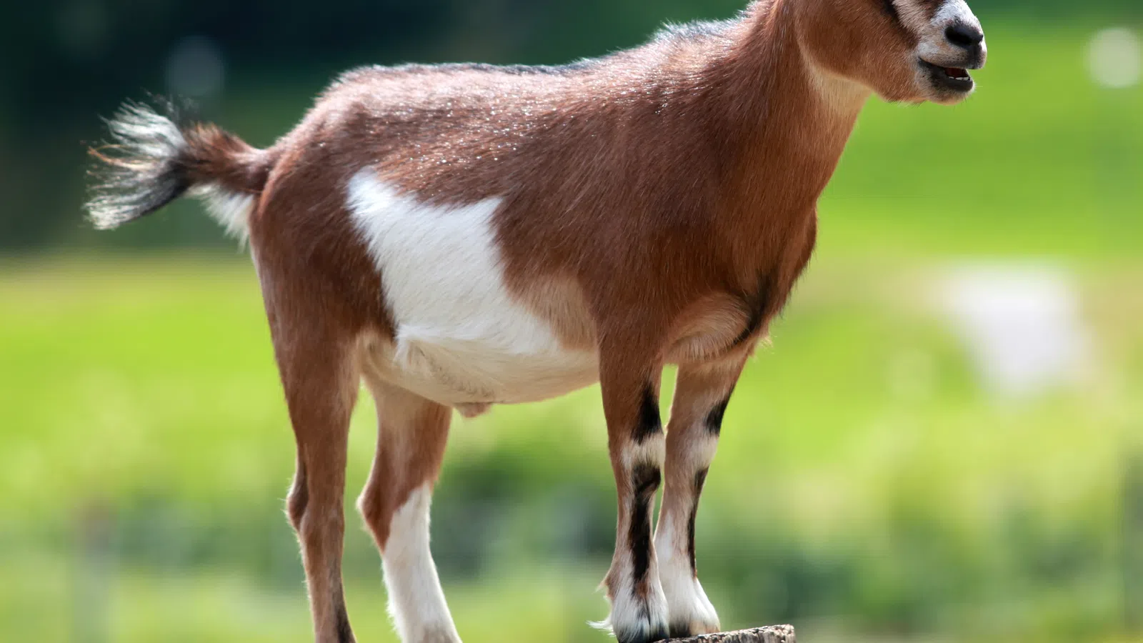 Alleged Video of Tulane Fraternity Killing Goat Surfaces